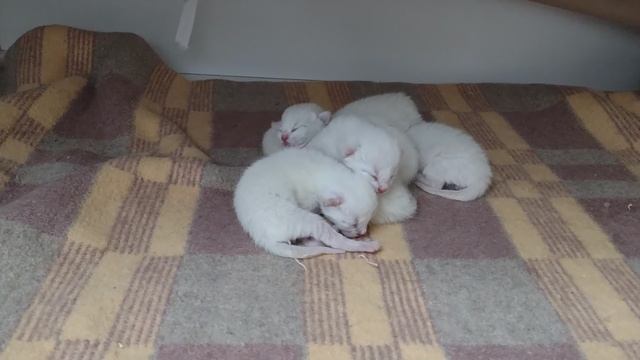 Кошка родила котят, я пришла, а они уже есть