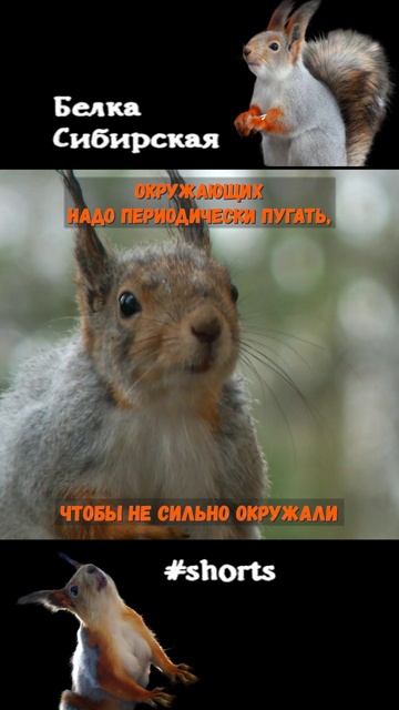 Белка напугала снегиря