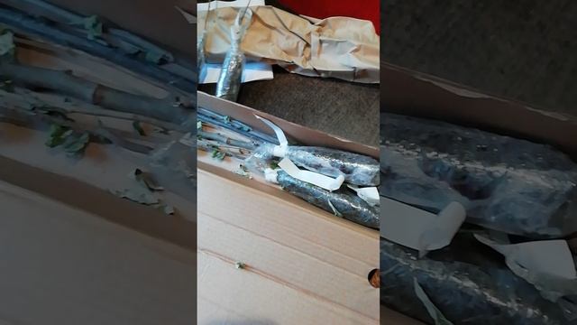 Спонтанная покупка на сайте ООО КСП.