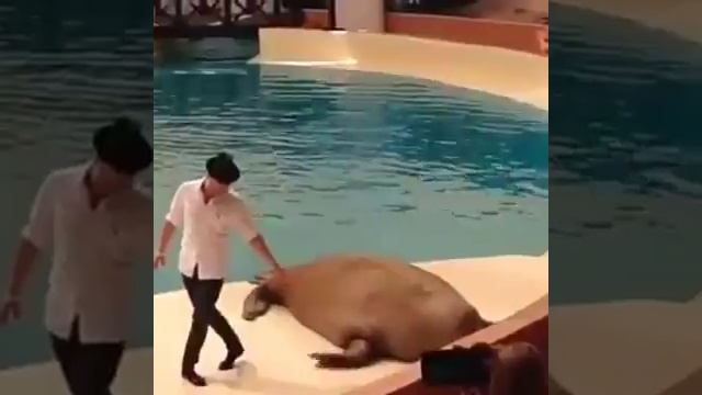 танцующий морж