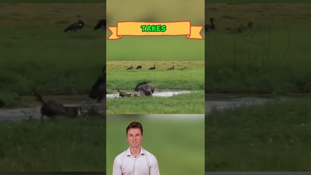 GZEdOG7ZSdI - ＂Watered Down： Wild Dogs vs. Antelope – The Final Stand＂ #shorts #animals #wildlifetal