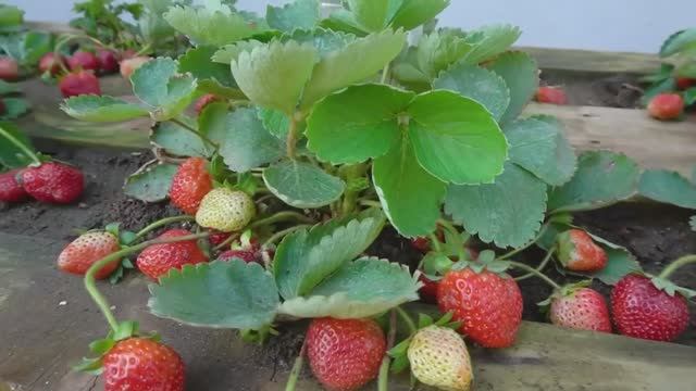 Выращивание клубники на деревянных поддонах