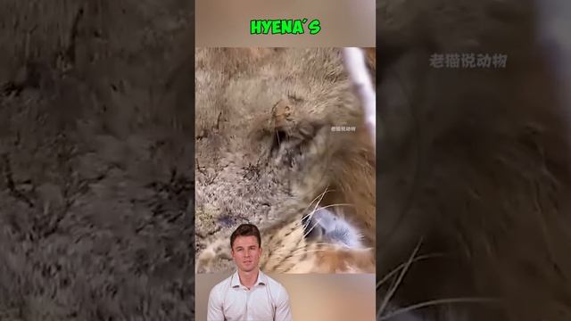 N6FQsDAcB0w - ＊＊No Mercy： The Lion’s Vengeful Strike＊＊ #shorts #animals #wildlife