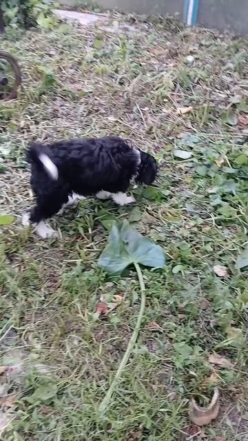 scene_output.mp4 щенки кхс