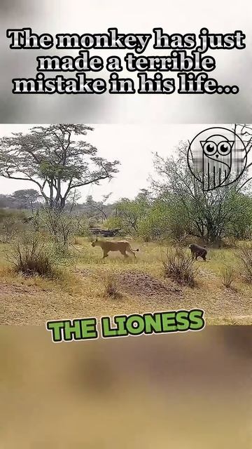 HRH76aTOnJc - The monkey has just made a terrible mistake in his life... #shorts #animals #vizard #v