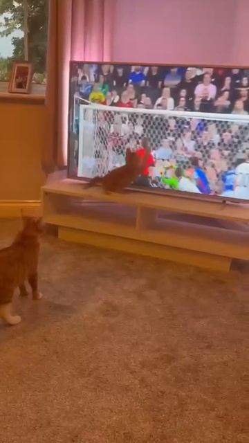 КотоФан 23