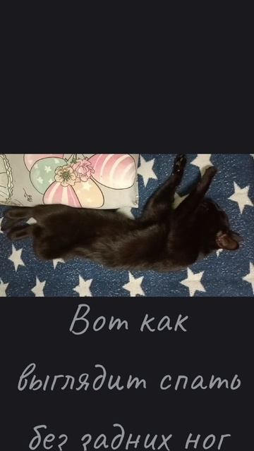 Без задних ног