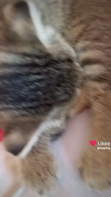 1000004454.mp4