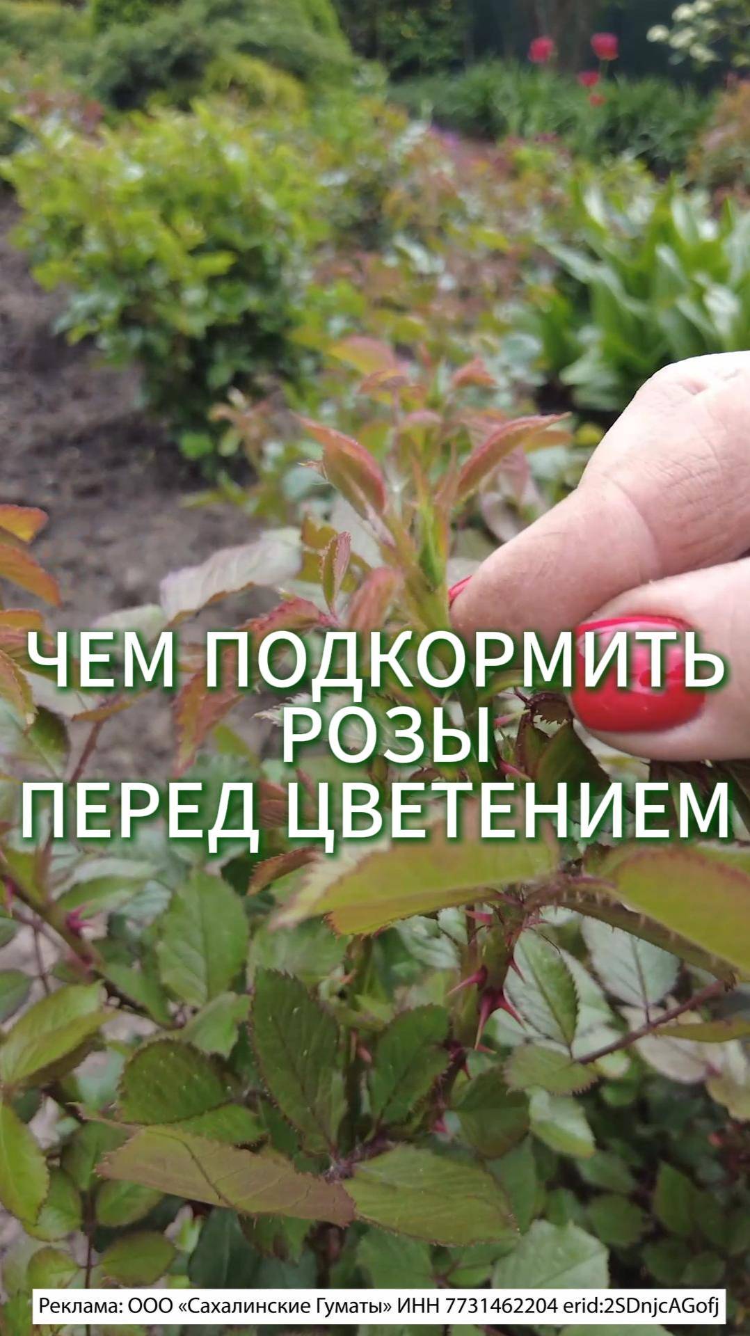 🌹 ПОДКОРМКА РОЗЫ ПЕРЕД ЦВЕТЕНИЕМ!
