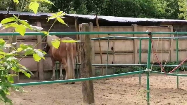 video_2025-06-11_22-17-52