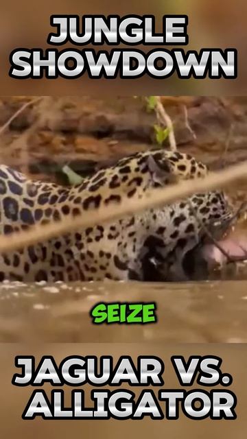 I86XCMjrCLA - ＂Jungle Showdown： Jaguar vs. Alligator＂ #shorts #animals #wildlife #viral #facts