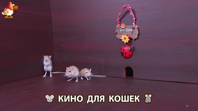 Видео для кошек про крысок развлекать питомцев 🐭🐀😂 (155)
