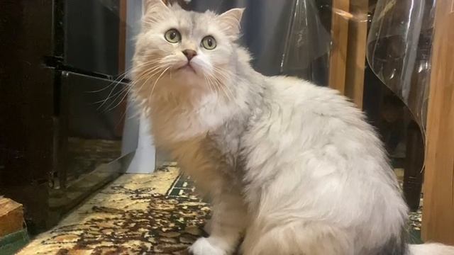 Кошачьи приключения: От дивана до кухни