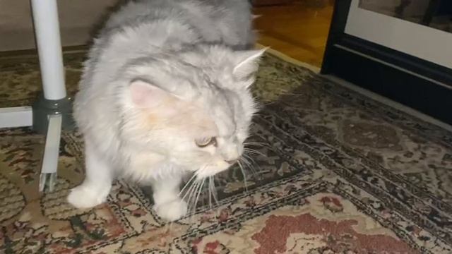 Котёнок-суперзвезда: На пути к славе