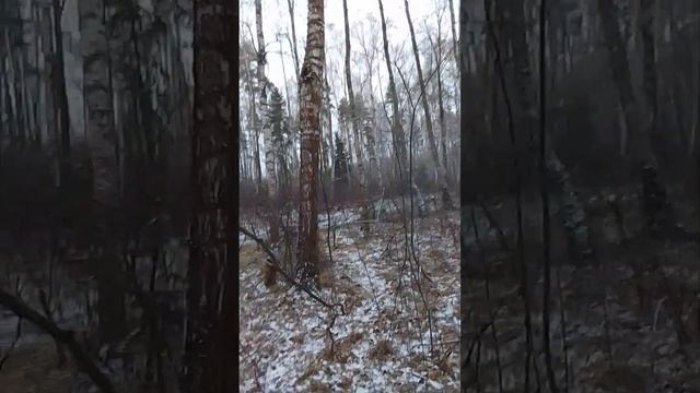 Иммуномодулирующие свойства чаги