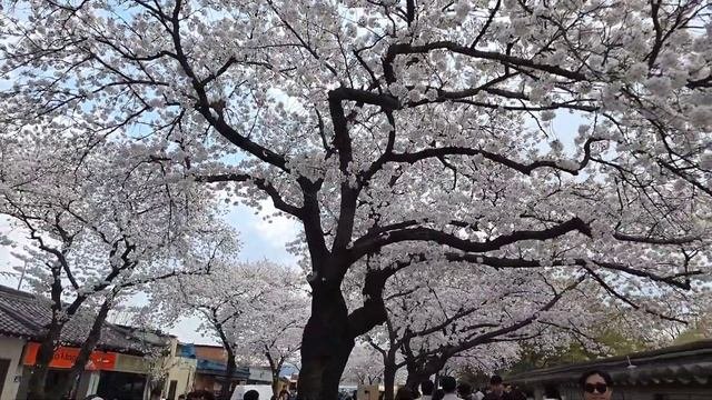 KR Фестиваль цветения вишни в Корее: атмосфера и красот