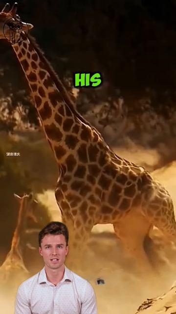 IpOwv4GDboI - ＂Neck-to-Neck Clash： Giraffes' Battle for Supremacy＂ #shorts #animals #wildlifestories