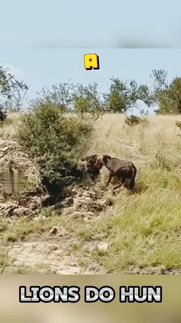 1S7yQrgJAmY - Dispelling the Myth： Lions Do Hunt! - Lion Successfully Hunts Cape Buffalo #shorts  #a