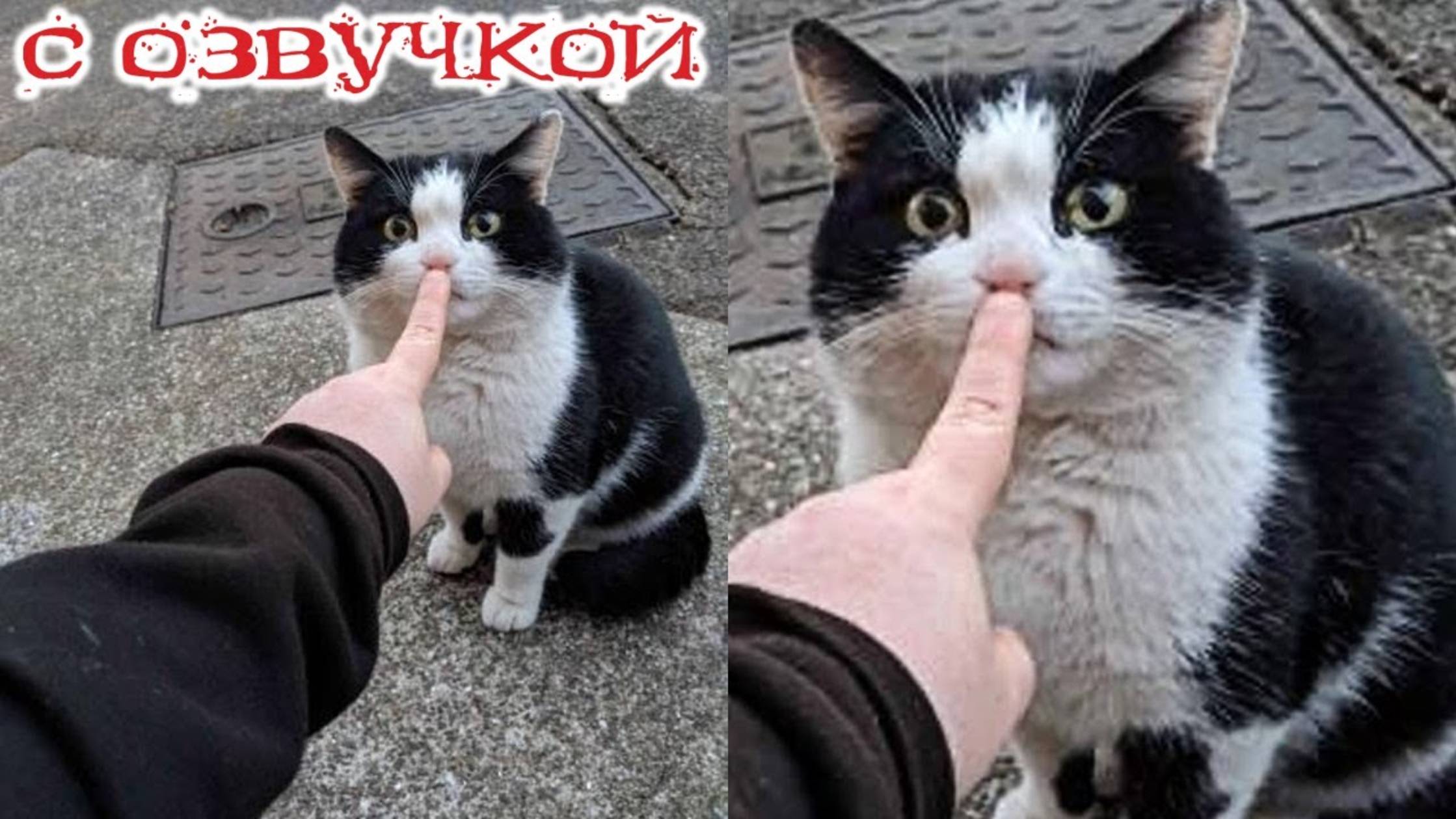 Приколы с котами! С ОЗВУЧКОЙ! Не засмейся челлендж! Самые смешные животные!