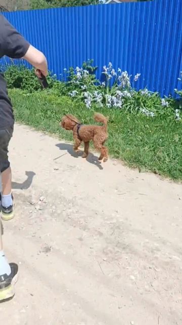 Марсель в деревне