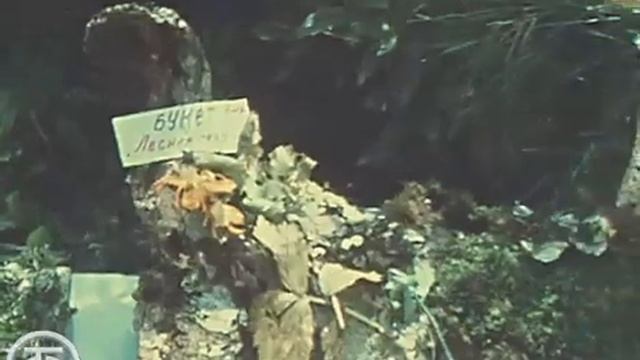1980: Как дети БАМа отдыхали в Приморье. Редкие кадры советского лета