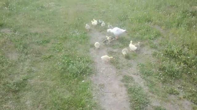 Гусёнок нянька-поводырь