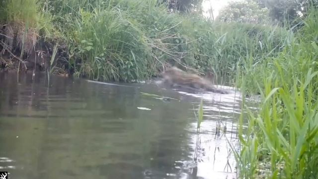 Истории кабаньего семейства: поросята нарыют в воду "бомбочкой"