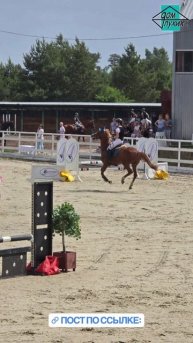Соревнования по конкуру в Воронеже