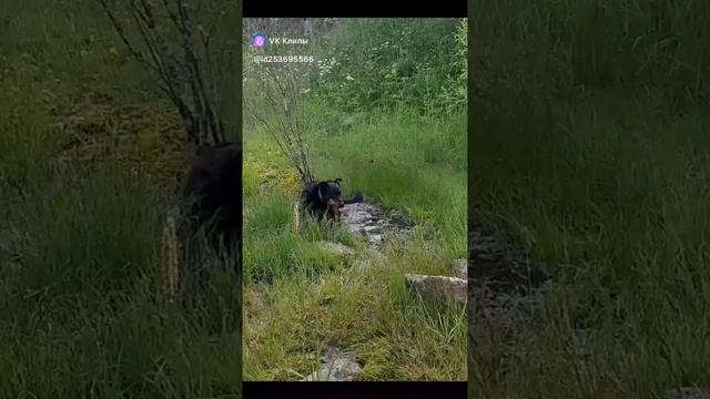 Мои собаченьки #МэниГуля #босерон_питбуль #собаки #прогулка