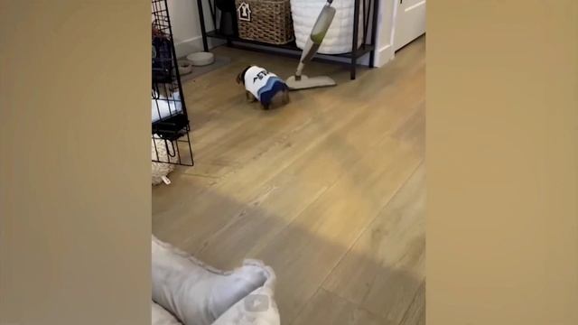 Смешные животные