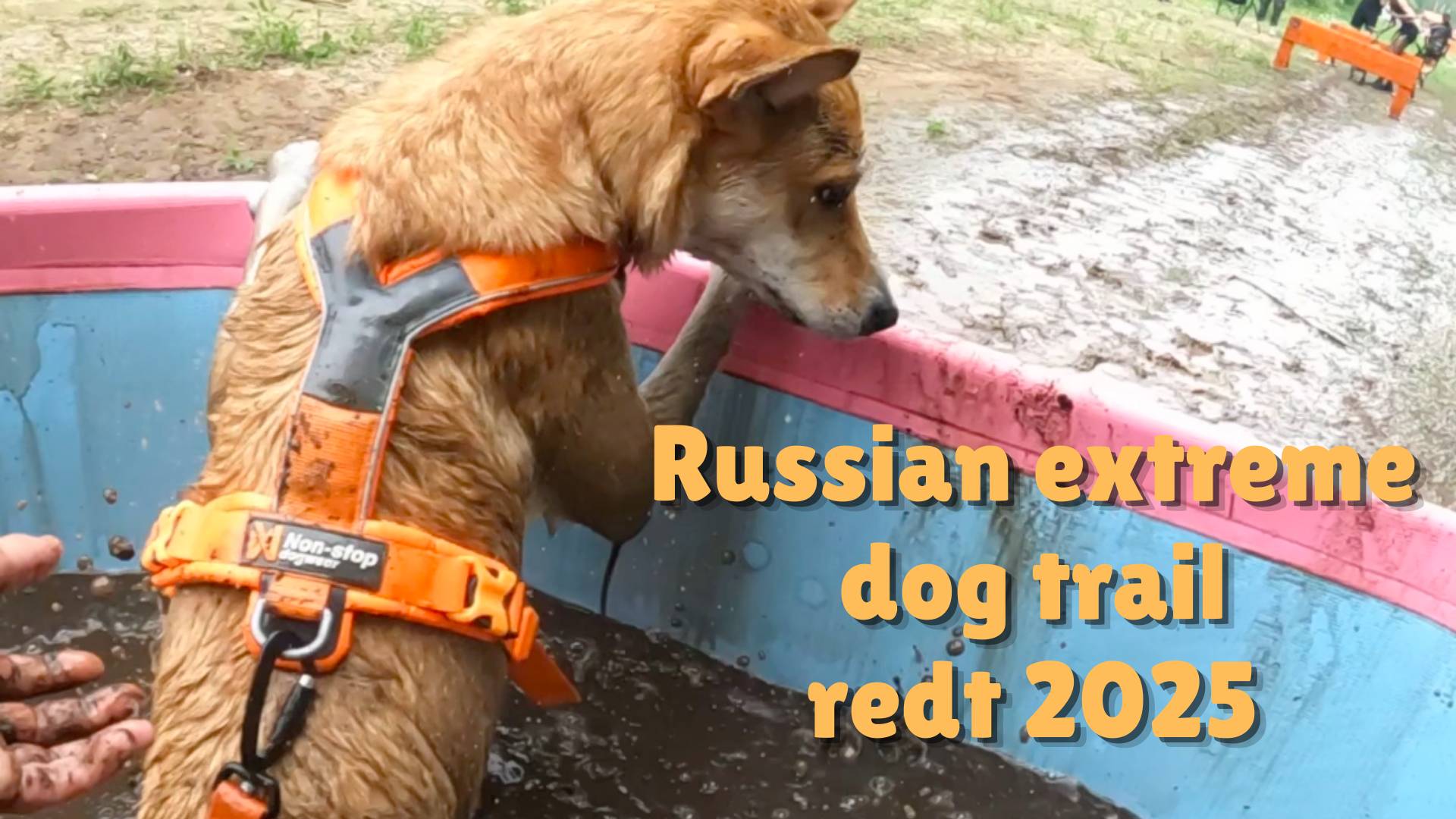 Экстремальная гонка с собаками Russian Extreme Dog Trail 2025