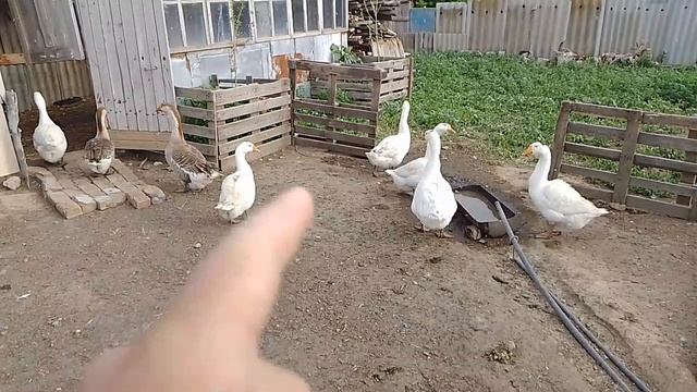 11 июня, уселась ли гусыня на яйца