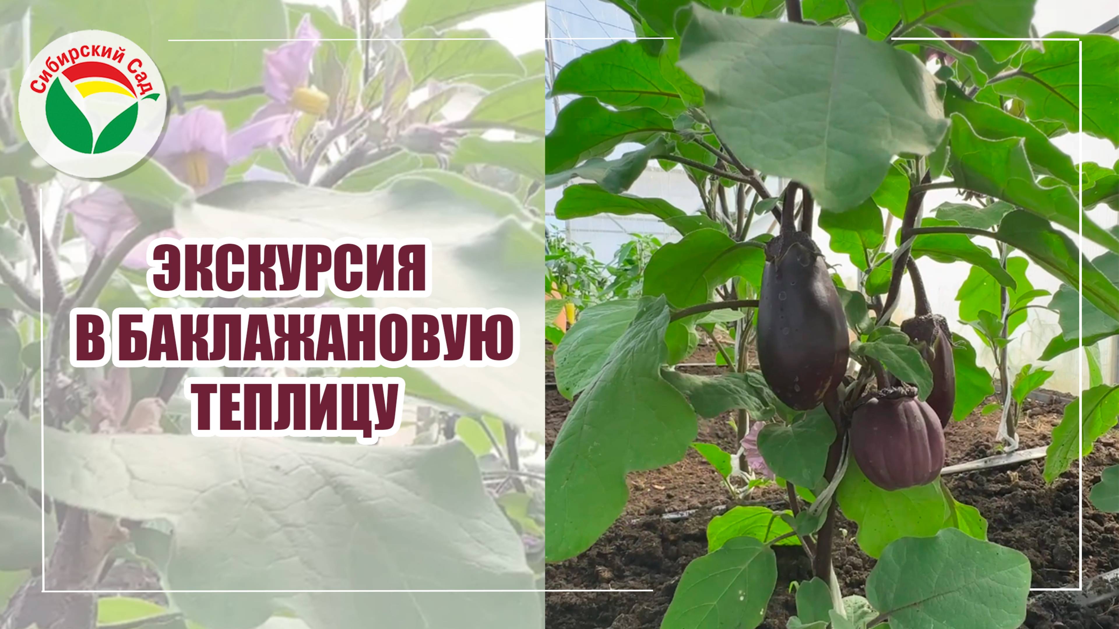 Экскурсия в баклажановые теплицы
