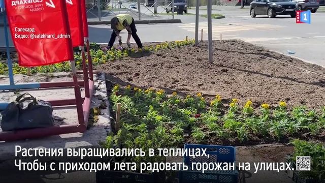 Улицы и скверы Салехарда расцвели сотнями цветов