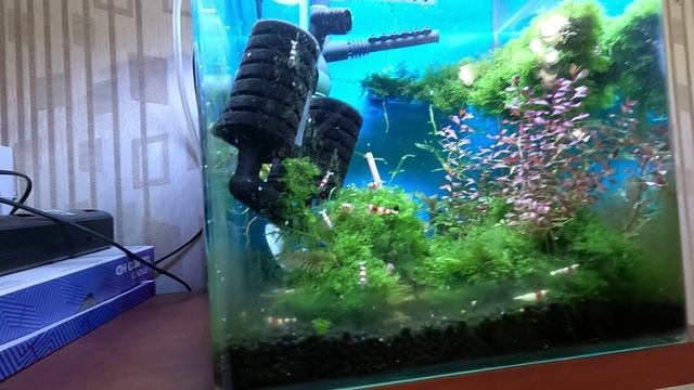 Креветки синие, блю дрим не хотят размножатся вместе с кристаллами