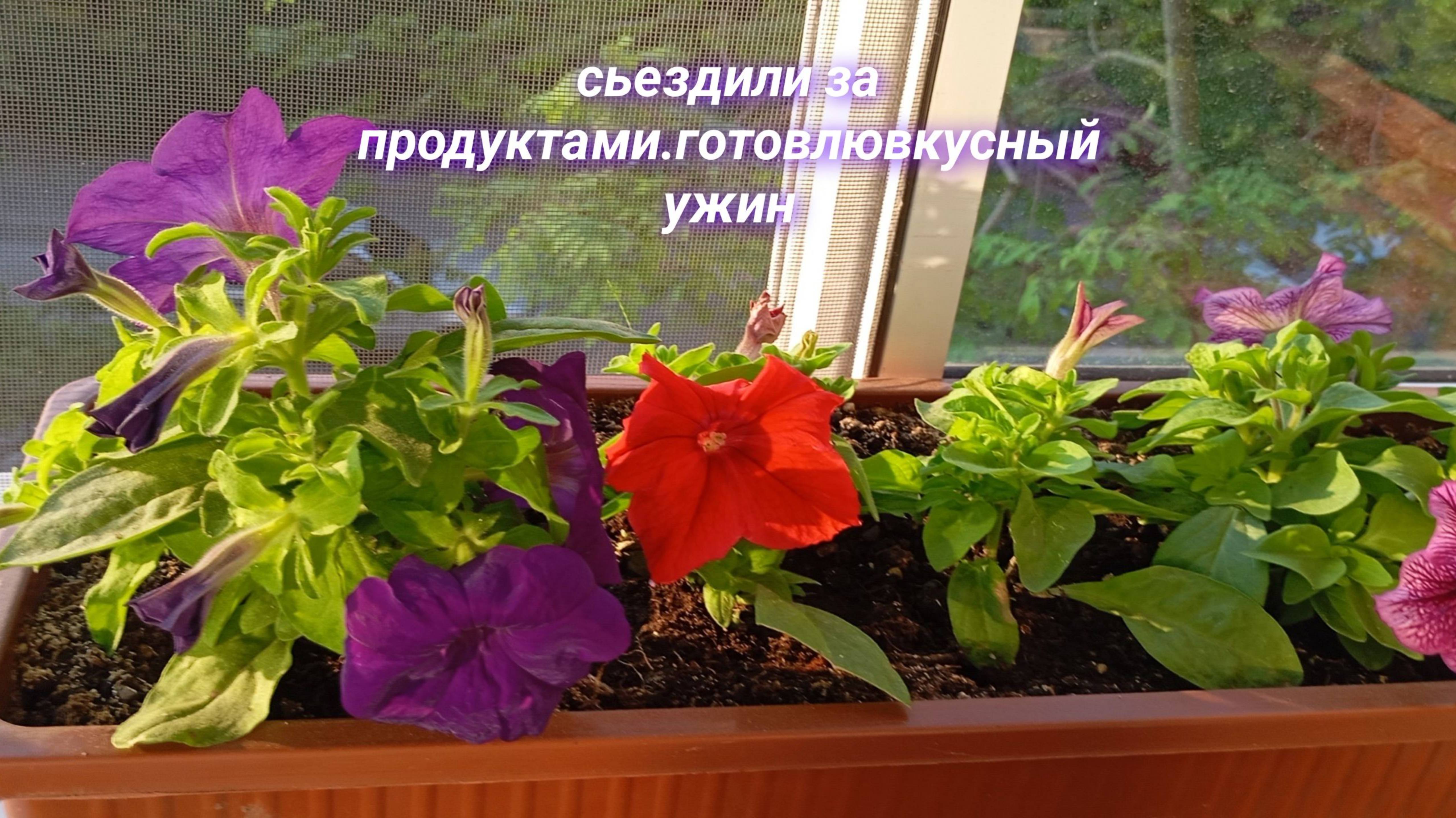 Получила пенсию, съездили за продуктами. Готовлю вексный ужин.