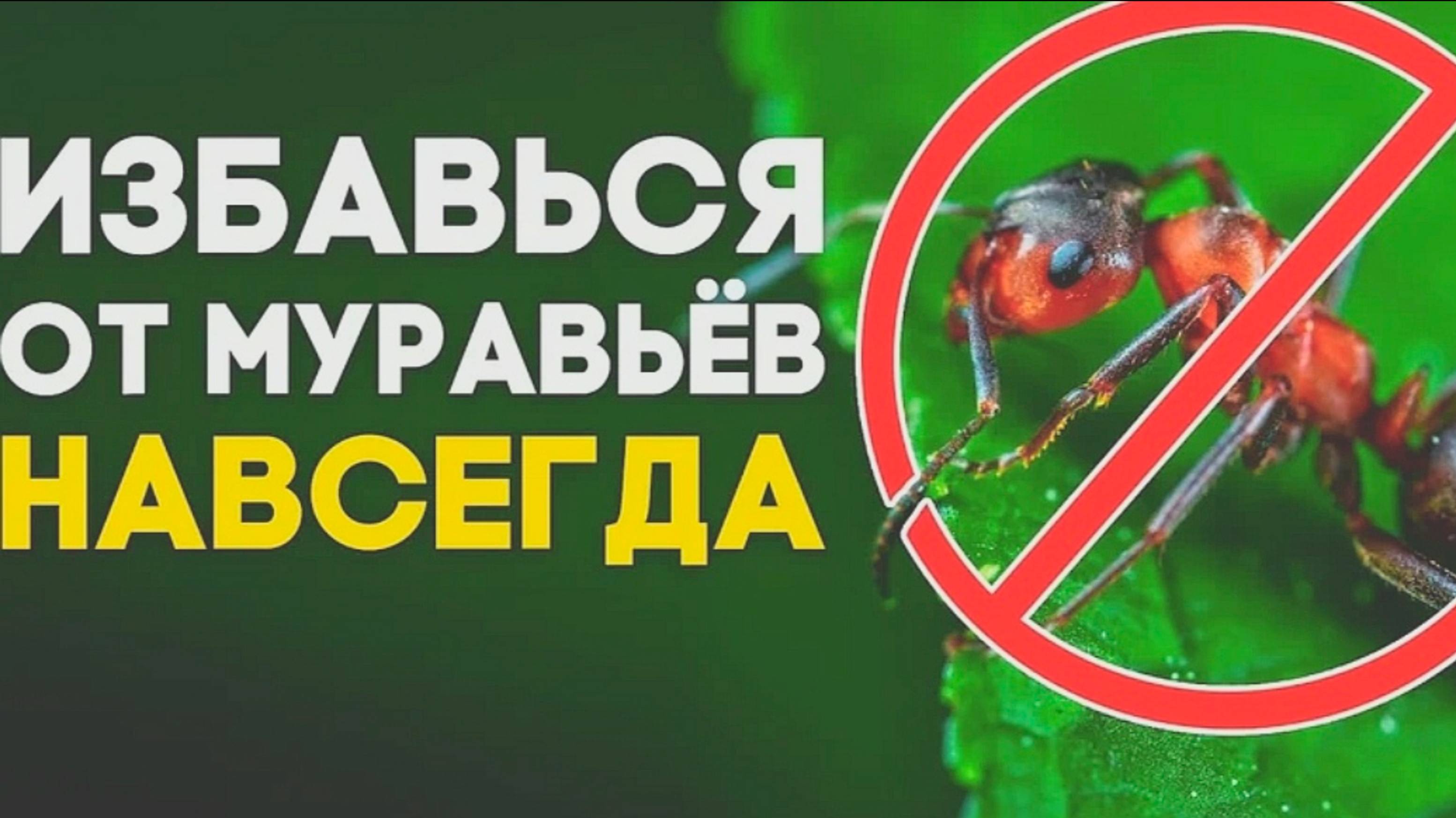 КАК ИЗБАВИТЬСЯ ОТ МУРАВЬЕВ В ДОМЕ И В САДУ