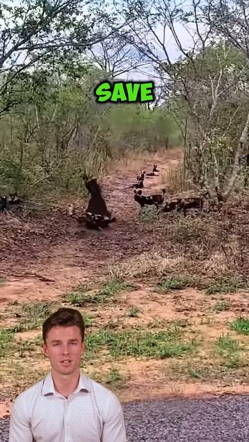JGU7Glgo7vs - The Antelope's Defiance： Outsmarting the Wild Dogs #shorts #animals #wildlifetales #wi