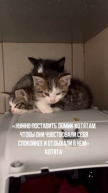 Сказ о котятах и домике. Поддержать⬇️