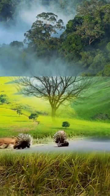 Ic159YdsUCY - A leopard circles a porcupine family｜｜ #shorts #facts #animal #animals #funny #viral