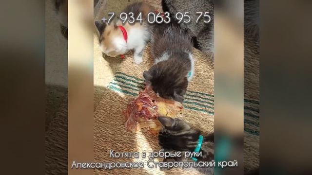Котята в добрые руки