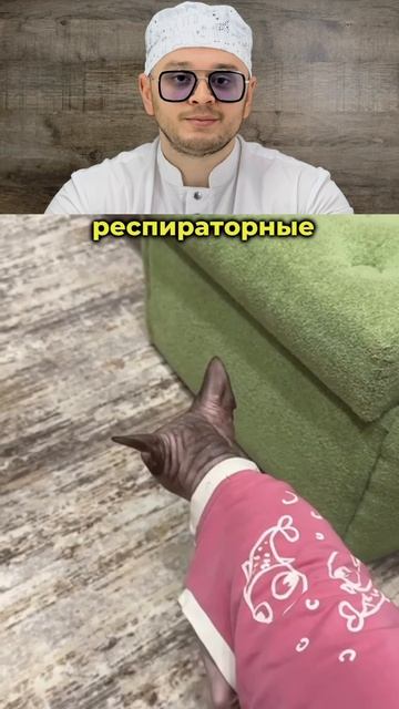 Астма у кошек