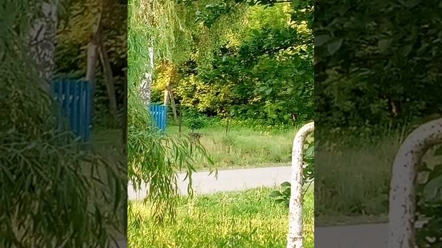 VID_20250611_190648.mp4