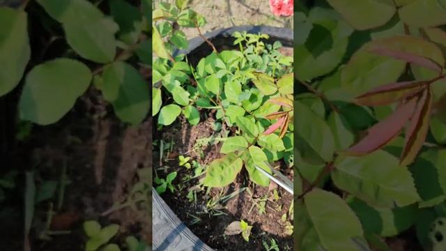 Всем доброго день 🥰 Спасибо за бесценные советы! С утра все подрезал и подстриг🫶