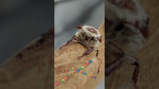Рассказать вам сказку про майского жука?