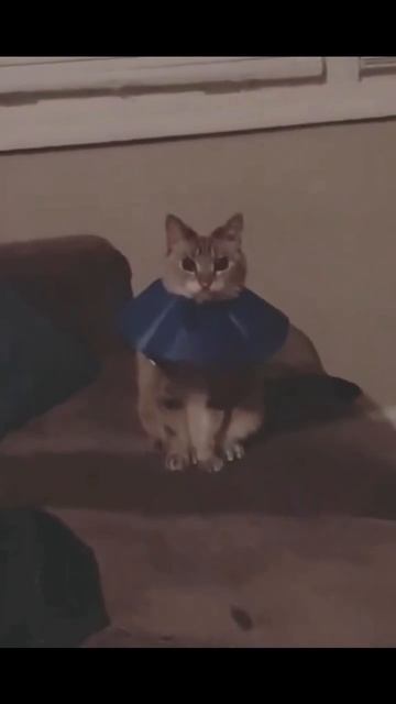 Кошки и воротник!)