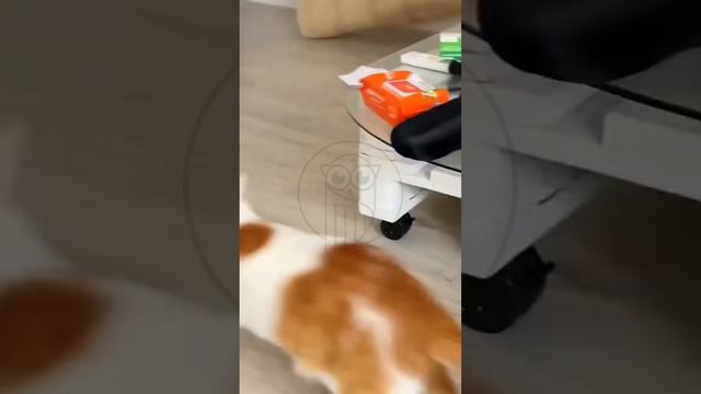 B3NlBTynC-E - Kitten vs. Squirrel #shorts #funny #animals #cat #pets #cute #funnycats #fannydog