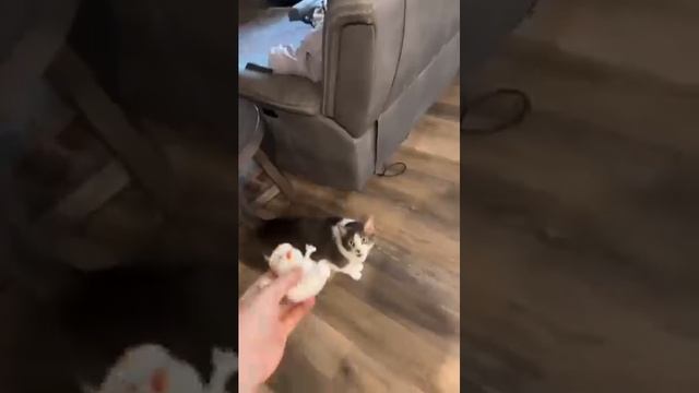 #shorts.mp4