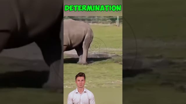 2HzhUI8gr6E - ＊＊Clash of Titans： Buffalo vs. Rhino – Who Reigns Supreme？＊＊ #shorts #animals