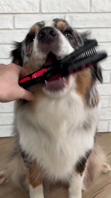 Все готовы к выходным? 🐶 Отдохнем как следует! 🐾🐾🐾